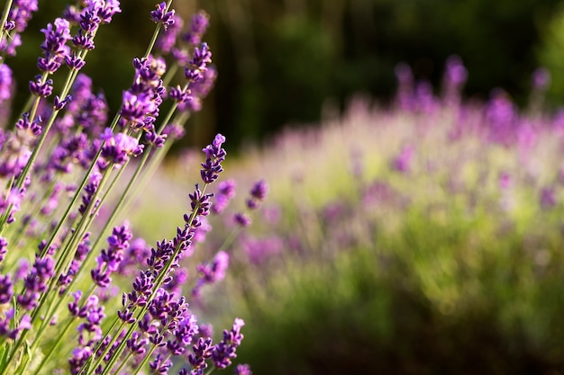 Hermosas flores campo de lavanda borrosa