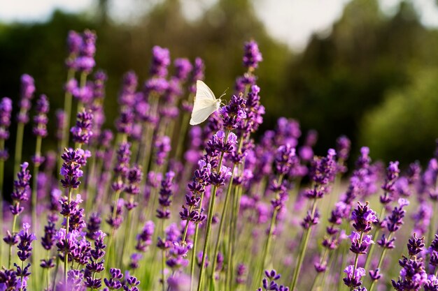 Hermosas flores campo de lavanda