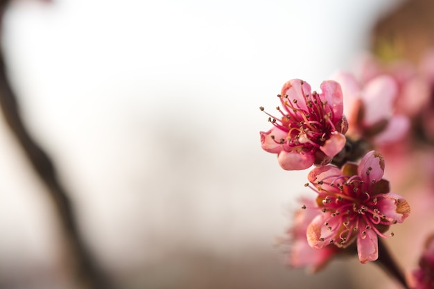 Hermosas flores de cerezo en un jardín capturadas en un día brillante