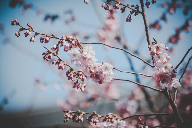 Hermosas flores de cerezo rosa