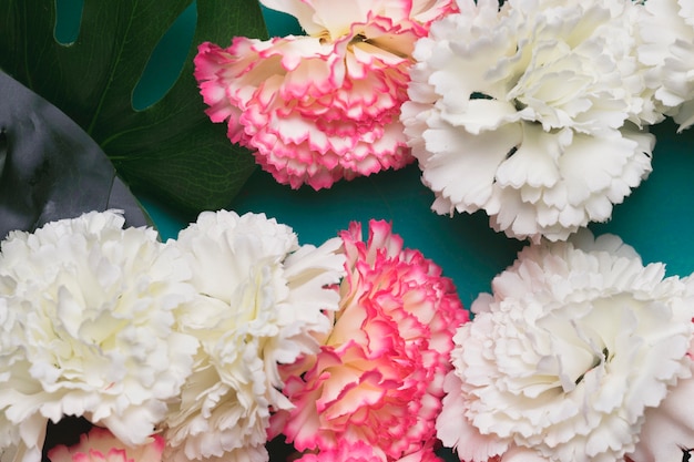 Hermosas flores de clavel blanco y rosa