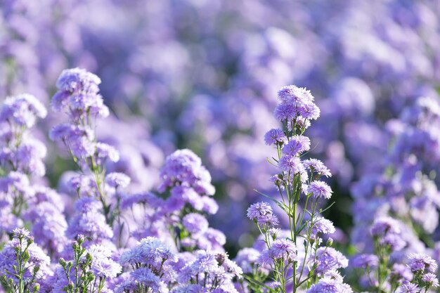 Hermosas flores de color púrpura en la naturaleza