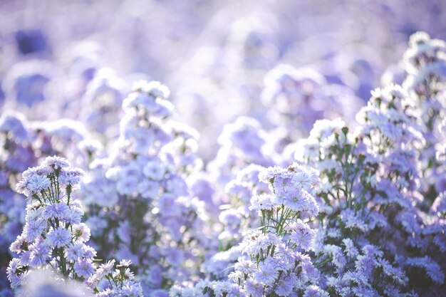 Hermosas flores de color púrpura en la naturaleza