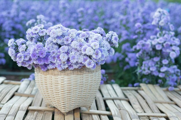 Hermosas flores de color púrpura en la naturaleza