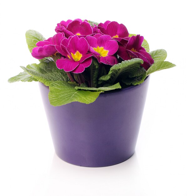 Hermosas flores de color violeta