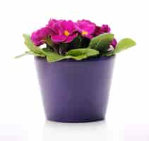 Foto gratuita hermosas flores de color violeta