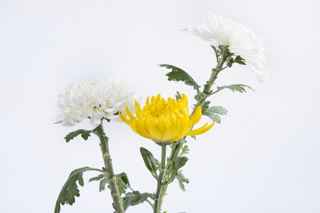 Hermosas flores de crisantemo amarillo y blanco