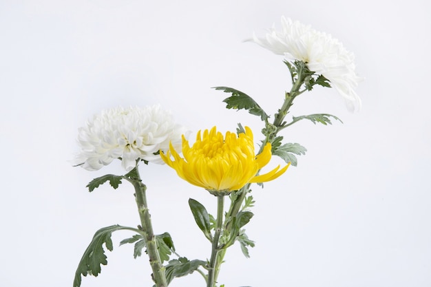 Hermosas flores de crisantemo amarillo y blanco