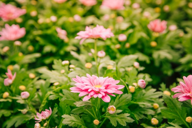 Hermosas flores de crisantemo rosa en el jardín