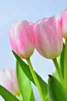 Foto gratuita hermosas flores delicadas de primavera - tulipanes de color rosa. colores pastel y aislado en un fondo puro. cl
