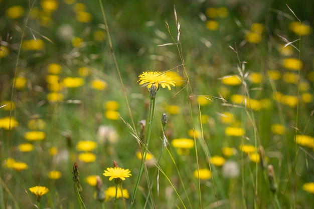 Hermosas flores de diente de león amarillo en un campo