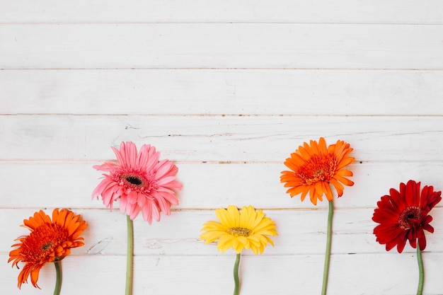 Hermosas flores diferentes