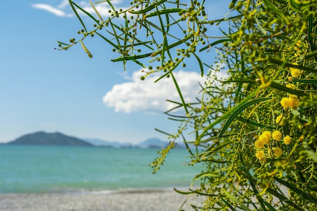 Foto gratuita hermosas flores doradas de acacia o mimosa contra el fondo del mar y las islas en la costa del mar egeo espacio para el tiempo de texto para vacaciones o idea de viaje para el fondo de la tarjeta del día de la mujer