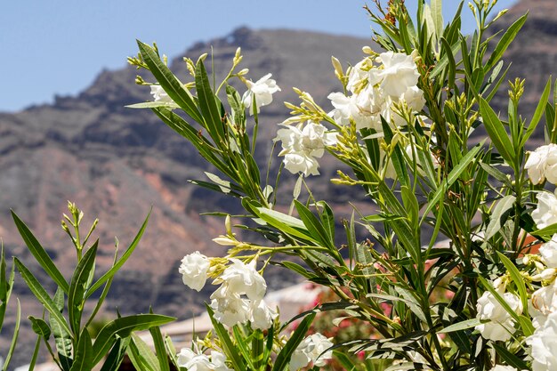 Hermosas flores exóticas blancas con fondo borroso