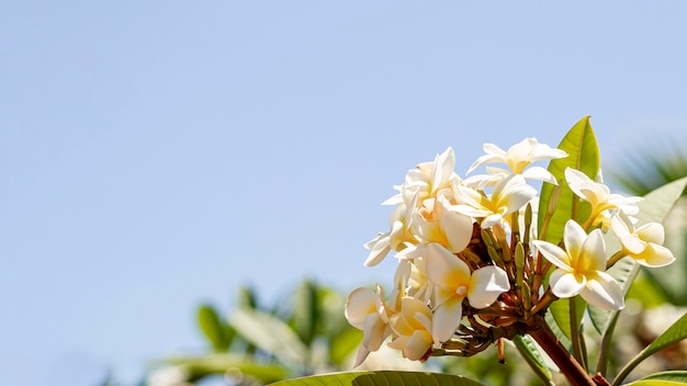 Hermosas flores exóticas con espacio de copia