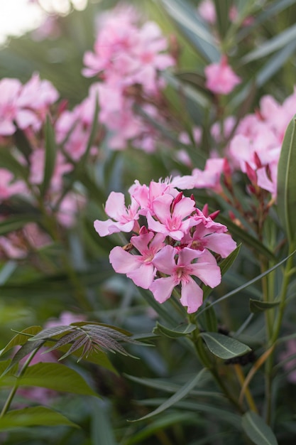 Hermosas flores florecidas de adelfa rosa