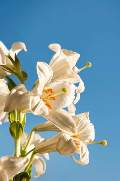 Foto gratuita hermosas flores con fondo azul ángulo bajo