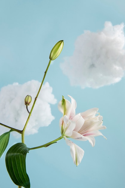 Hermosas flores con fondo azul.