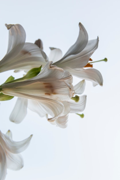 Hermosas flores con fondo blanco.