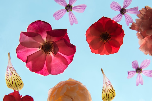 Hermosas flores con fondo morado