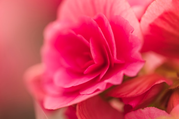 Hermosas flores frescas de color rosa
