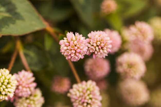 Hermosas flores frescas de color rosa