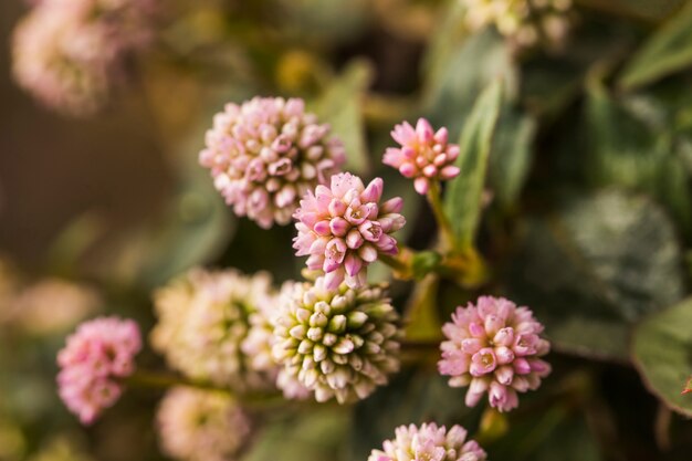 Hermosas flores frescas rosadas del prado