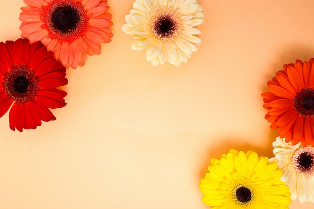 Hermosas flores de gerbera coloridas