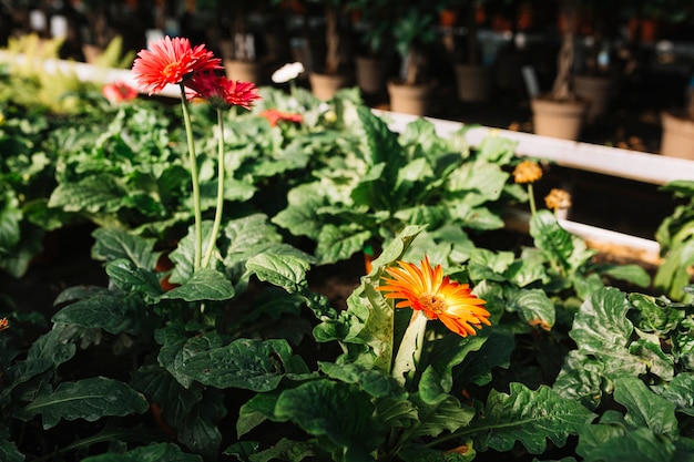 Hermosas flores de gerbera rojas y naranjas que crecen en invernadero