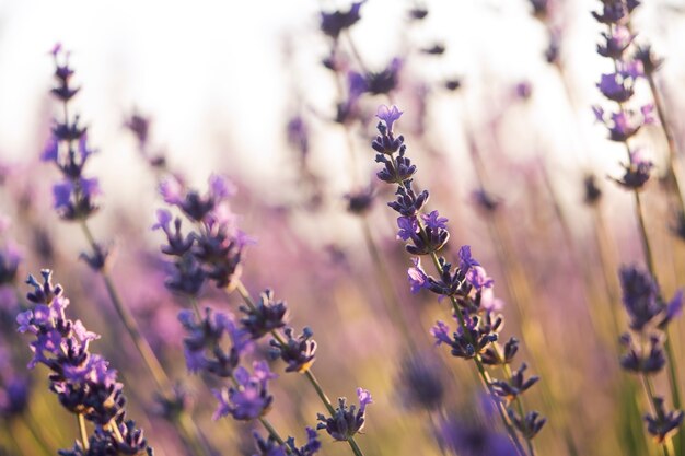 Hermosas flores de lavanda borrosas