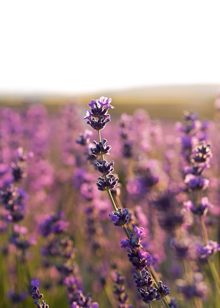 Hermosas flores de lavanda borrosas