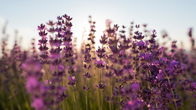 Hermosas flores de lavanda borrosas