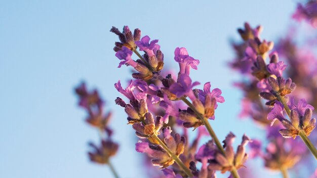 Hermosas flores de lavanda con fondo azul.