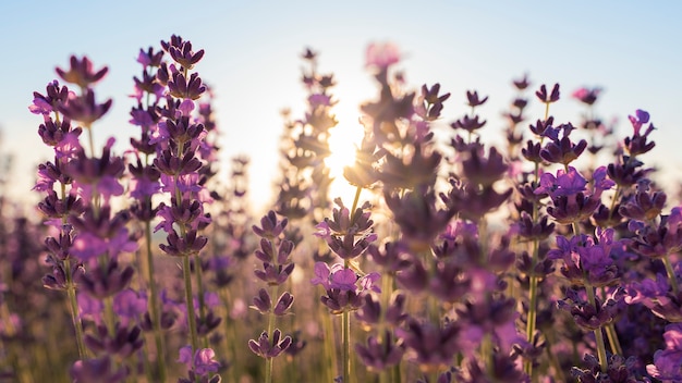 Hermosas flores de lavanda