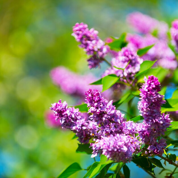 Hermosas flores de lila en primavera