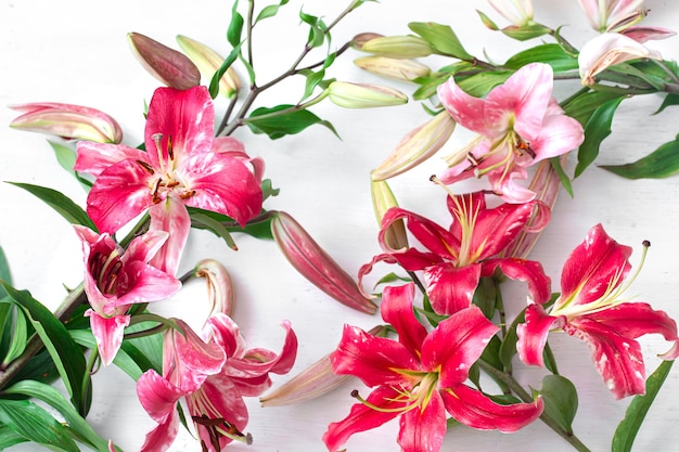 Hermosas flores de lirio rojo, esparcidas sobre un fondo blanco, primer plano.