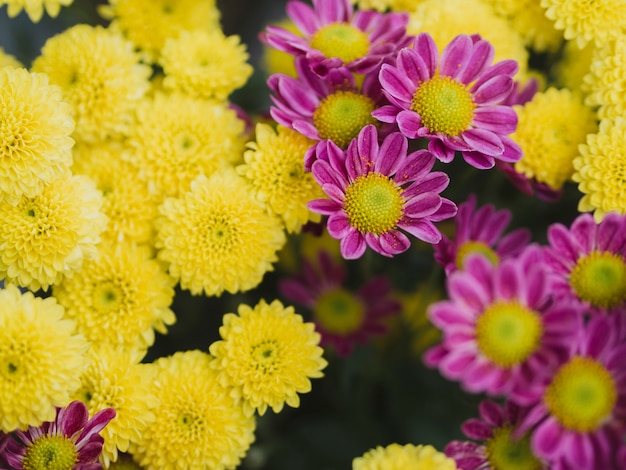 Hermosas flores moradas y amarillas