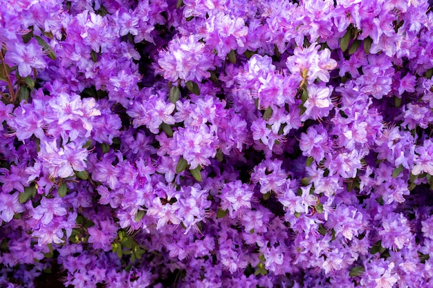 hermosas flores pequeñas de color púrpura