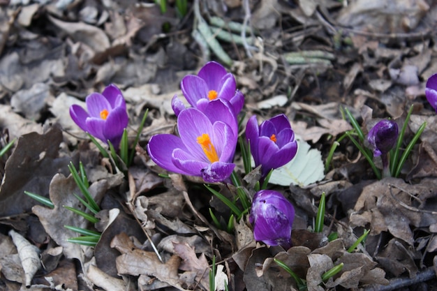 Hermosas flores de primavera de pétalos morados rodeadas de hojas secas