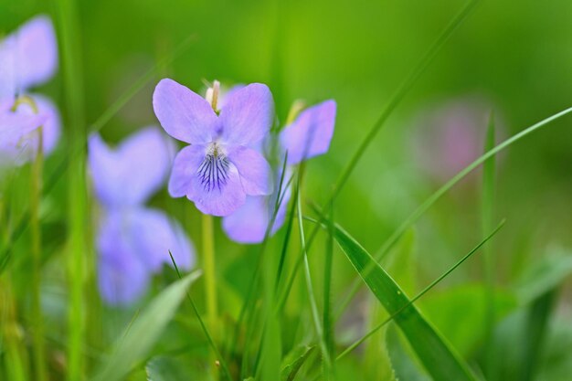 Hermosas flores de primavera púrpura en la hierba Primeras flores de primavera Viola odorata