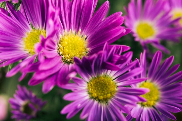 Hermosas flores púrpuras