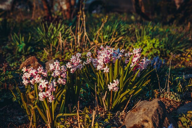 Hermosas flores que crecen en el jardín.