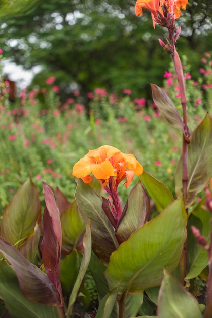 Hermosas flores que crecen en el jardín.