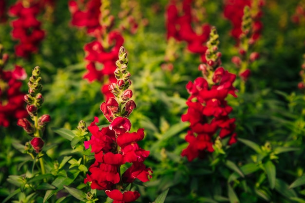 Las hermosas flores rojas del dragón en el jardín.