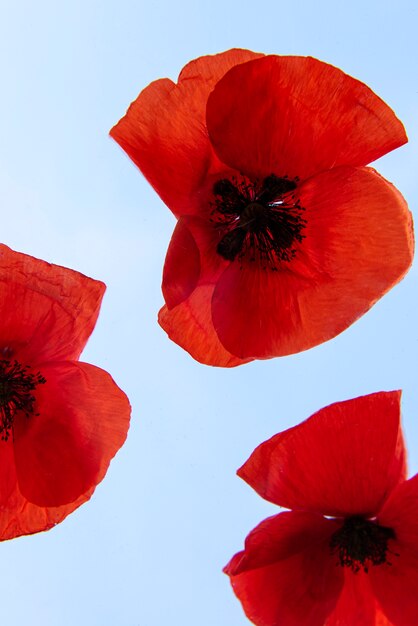 Hermosas flores rojas con fondo azul.