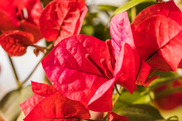 Hermosas flores rojas frescas y hojas verdes en un día soleado