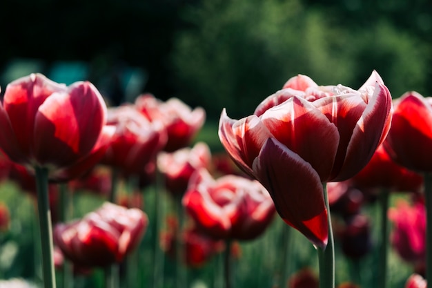 Hermosas flores rojas en el jardín botánico