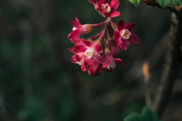 Hermosas flores rojas