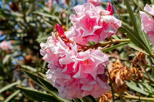 Hermosas flores rosadas exóticas