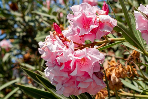 Hermosas flores rosadas exóticas